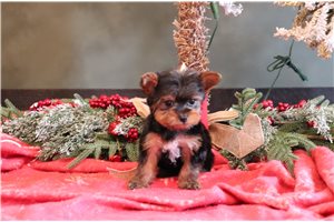 Harold - Yorkshire Terrier - Yorkie for sale