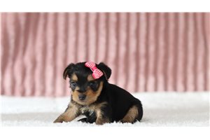 Hadley - Yorkshire Terrier - Yorkie for sale