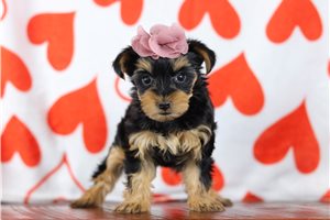 Sadie - Yorkshire Terrier - Yorkie for sale