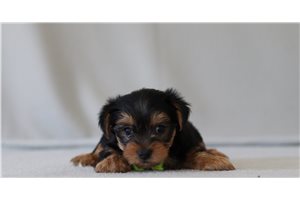 Tatum - Yorkshire Terrier - Yorkie for sale