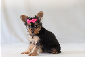 Bruna - Yorkshire Terrier - Yorkie for sale