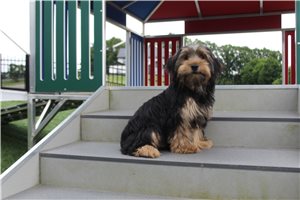 Grady - Yorkshire Terrier - Yorkie for sale