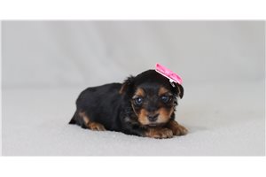 Macy - Yorkshire Terrier - Yorkie for sale