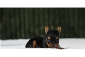 Jazz - Yorkshire Terrier - Yorkie for sale