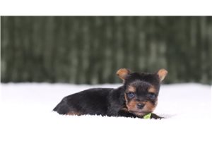 Jaxton - Yorkshire Terrier - Yorkie for sale