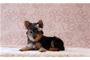 Stormie - Yorkshire Terrier - Yorkie for sale
