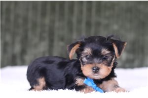 Vernon - Yorkie for sale