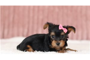 Victoria - Yorkie for sale