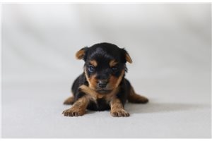 Brooke - Yorkshire Terrier - Yorkie for sale
