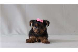 Jolene - Yorkshire Terrier - Yorkie for sale