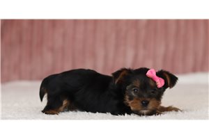 Dolly - Yorkie for sale