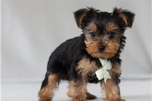 Bleven - Yorkshire Terrier - Yorkie for sale