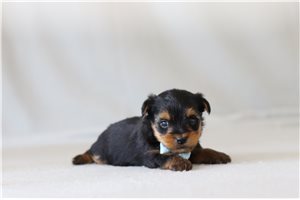 Joey - Yorkshire Terrier - Yorkie for sale