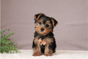 Benny - Yorkshire Terrier - Yorkie for sale
