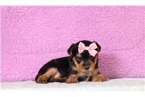 Stormie - Yorkshire Terrier - Yorkie for sale