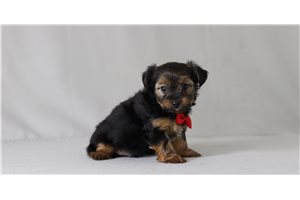 Maestro - Yorkshire Terrier - Yorkie for sale