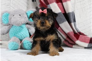 Giselle - Yorkshire Terrier - Yorkie for sale