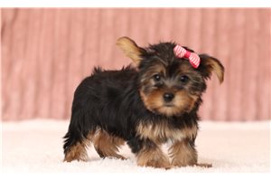 Dolly - Yorkie for sale
