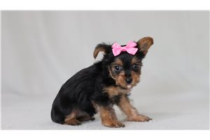 Bruna - Yorkshire Terrier - Yorkie for sale