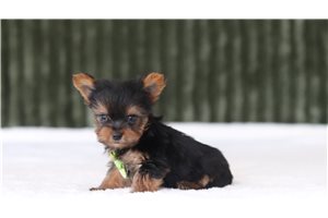 Jaxton - Yorkie for sale