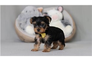 Blink - Yorkshire Terrier - Yorkie for sale