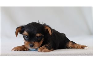 Toby - Yorkshire Terrier - Yorkie for sale