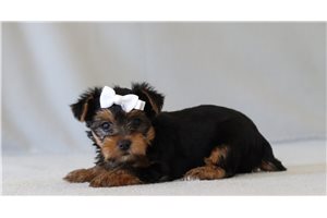 Teesha - Yorkshire Terrier - Yorkie for sale