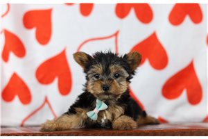Talon - Yorkshire Terrier - Yorkie for sale