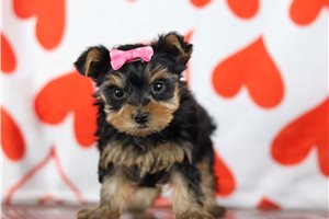 Stella - Yorkshire Terrier - Yorkie for sale