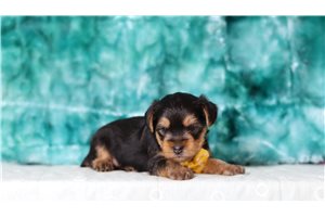 Sully - Yorkshire Terrier - Yorkie for sale