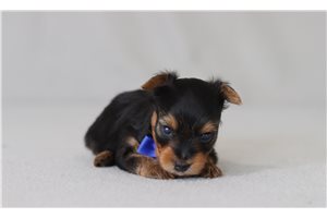Mage - Yorkshire Terrier - Yorkie for sale