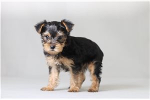 Stormie - Yorkshire Terrier - Yorkie for sale