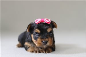 Tiffany - Yorkshire Terrier - Yorkie for sale