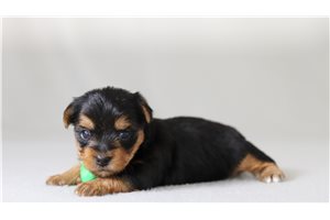 Tatum - Yorkshire Terrier - Yorkie for sale