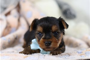 Beau - Yorkshire Terrier - Yorkie for sale