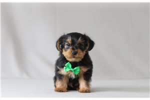 Johnny - Yorkshire Terrier - Yorkie for sale