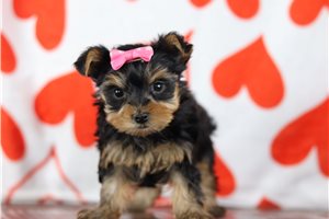 Stella - Yorkshire Terrier - Yorkie for sale