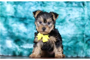 Blake - Yorkshire Terrier - Yorkie for sale