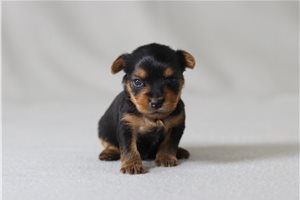 Bruna - Yorkshire Terrier - Yorkie for sale