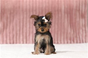 Bruna - Yorkie for sale