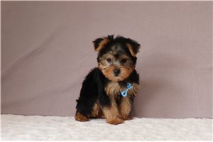 Blake - Yorkshire Terrier - Yorkie for sale