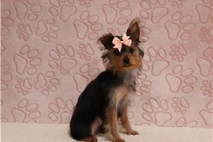 Bruna - Yorkshire Terrier - Yorkie for sale