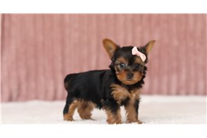 Viconia - Yorkie for sale