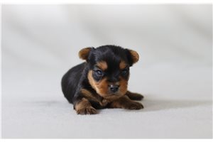 Bleven - Yorkshire Terrier - Yorkie for sale