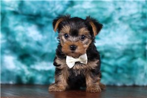 Benny - Yorkshire Terrier - Yorkie for sale