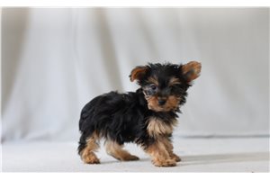 Brooke - Yorkshire Terrier - Yorkie for sale