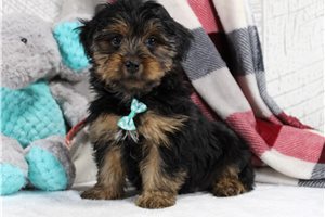 Gia - Yorkshire Terrier - Yorkie for sale