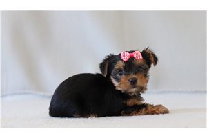 Tiffany - Yorkshire Terrier - Yorkie for sale
