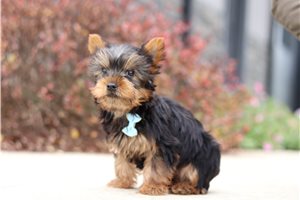 Hugo - Yorkshire Terrier - Yorkie for sale