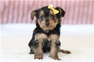 Hadley - Yorkie for sale